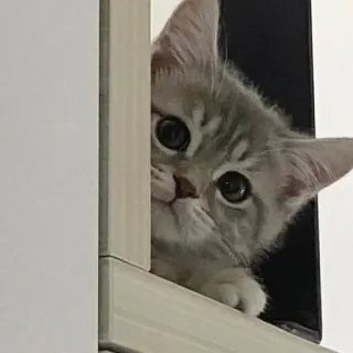👀 chat, chaton, mignon, animal, animal de compagnie, félin telegram sticker