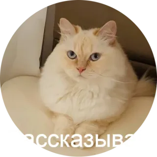 😳 Рассказывай кот, животное, питомец, домашнее животное, млекопитающее, русский whatsapp sticker