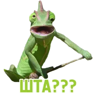 🤔 ШТА??? cammaleonte, animale, divertente, russo, wtf, domanda telegram sticker