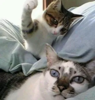 👊 cat, cats, kitten, kittens, animals, pets telegram sticker