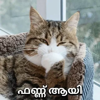 😁 ഫങ് ആയി cat, funny, animal, pet telegram sticker
