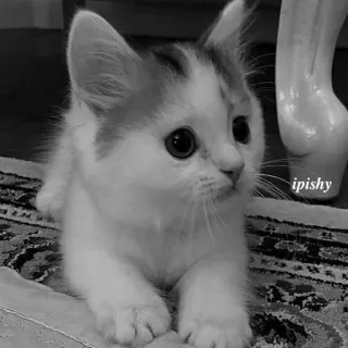 🕸 ipishy 猫, 小猫, 可爱, 宠物, 动物, 小, 家养 telegram sticker