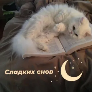 😴 Сладких снов 猫, 睡眠, 本, 月, 星 telegram sticker