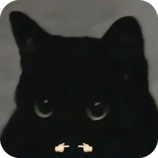 🫥 chat, geste obscène, doigt d'honneur, drôle, animal, mème telegram sticker