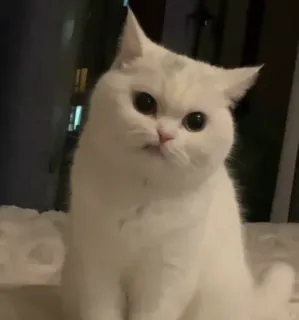 🐈 고양이, 흰 고양이, 귀여운, 동물, 집고양이 telegram sticker