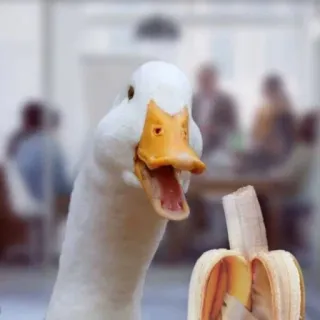 🍌 duck, banana, animal, bird, food whatsapp sticker