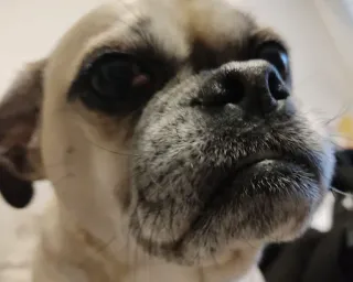😡 perro, carlino, mascota, animal, lindo, primer plano, retrato telegram sticker