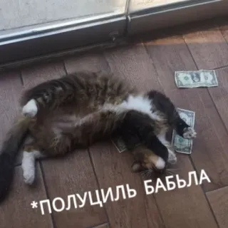 💶 * ПОЛУЧИЛ БАБЛА gatto, soldi, russo, testo, sdraiato whatsapp sticker