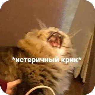 🫥 *истеричный крик* cat, screaming, meme, hysterical, funny, reaction telegram sticker