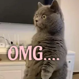 😳 OMG.... кот, удивлен, омг, милый, мем, смешной telegram sticker
