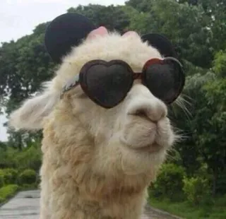 Llama Drama whatsapp stickers