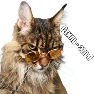 😎 Стиль - это я кот, очки, стиль, животное, мода telegram sticker