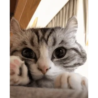 😵‍💫 mèo, động vật, mèo con, thú cưng, dễ thương telegram sticker