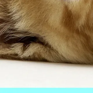 🥰 pelo, gato, animal, animal de estimação, textura whatsapp sticker