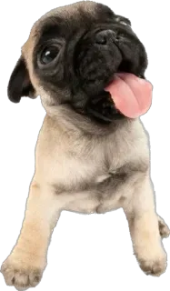 😛 cane, cucciolo, animale domestico, animale, carino, carlino telegram sticker