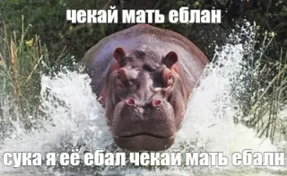 🤬 чекай мать еблан
сука я её ебал чекай мать ебални ofensivo, palavrões, russo, hipopótamo, meme whatsapp sticker