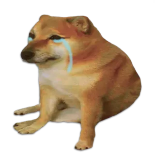 😭 Cheems ドージ, 犬, 泣く, 悲しい, ミーム, チームス telegram sticker