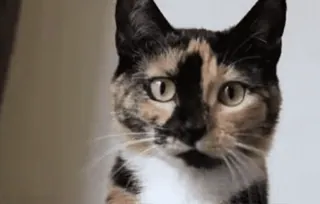 💞 猫, 动物, 宠物, 三花猫, 家猫, 哺乳动物, 可爱, 家养动物 telegram sticker