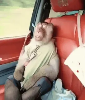 😜 monkey, animal, car, passenger, primate telegram sticker