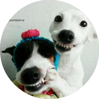 😊 dogs, funny, animals, cute, happy telegram sticker