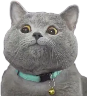 🙃 cat, animal, gray cat, pet, collar, cute, mammal telegram sticker