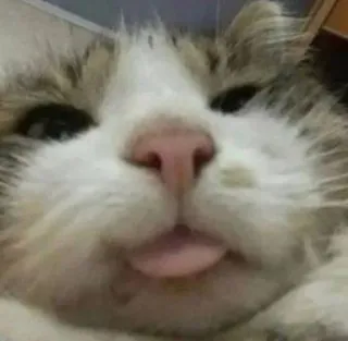 👅 gato, animal, língua, animal de estimação, mamífero, fofo, doméstico telegram sticker