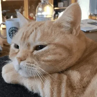 😪 cat, domestic cat, orange cat, pet, animal, mammal, feline telegram sticker
