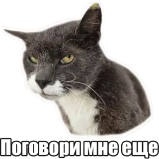 😡 Поговори мне еще chat, en colère, russe, autocollant, mème, grincheux telegram sticker