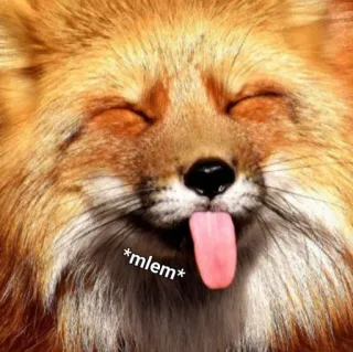 😋 mlem raposa, animal, fofo, língua, mlem, meme telegram sticker