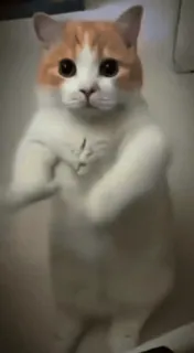 🌟 猫, 子猫, かわいい, 動物, 立っている telegram sticker
