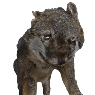 🐅 renard, animal, faune, mammifère, mignon, renard gris whatsapp sticker