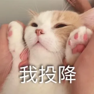 ☹️ 我投降 gato, rendición, lindo, meme, gracioso, gatito telegram sticker