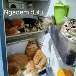 😌 Ngadem dulu.. gato, gatos, geladeira, engraçado, meme, resfriamento, interior telegram sticker