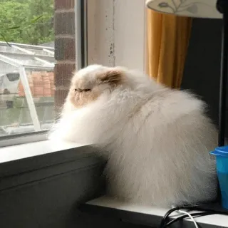 😺 gato, janela, animal de estimação, animal, interior, animal doméstico telegram sticker