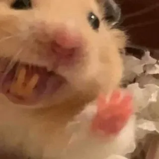 👋 hamster, rongeur, animal, mignon, animal de compagnie telegram sticker
