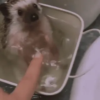 🌟 erizo, baño, lindo, animal, mascota, agua telegram sticker