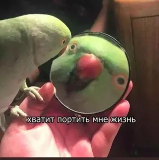 😡 хватит портить мне жизнь papuga, lustro, ptak, słodki, zwierzę telegram sticker