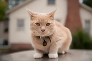 🤔 Katze, Tier, Haustier, Säugetier, Säugetier telegram sticker