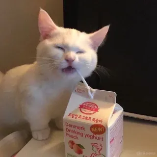 🩹 Drinking Yoghurt Peach Katze, Joghurt, Pfirsich, Getränk, Weiß, Milch whatsapp sticker