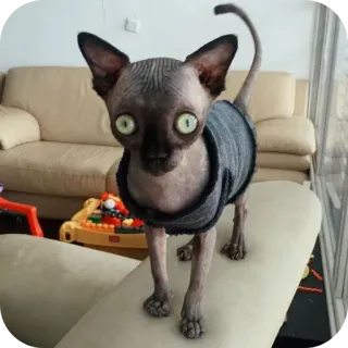 🐱 スフィンクス猫, 猫, ペット, ヘアレスキャット, 動物, 家畜, 服を着た猫 whatsapp sticker