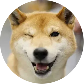 😉 犬, 柴犬, ウインク, 動物, かわいい telegram sticker