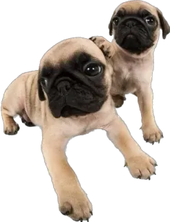 🤗 carlino, cucciolo, cane, carino, animale, animale domestico telegram sticker