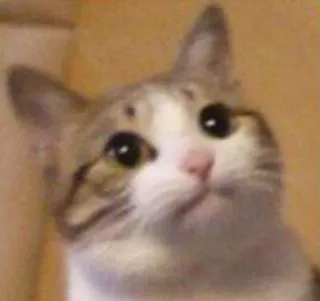 🙄 кот, животное, питомец, милый, мем telegram sticker
