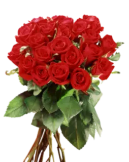 🌺 rose, roses, flower, bouquet, red roses, floral, nature telegram sticker