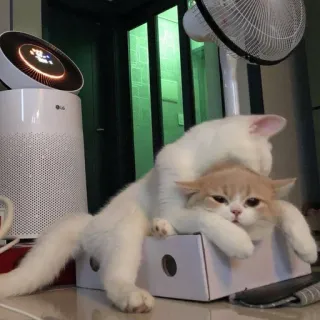 🥰 koty, zwierzęta, zwierzaki, kociak, słodkie, zwierzęta domowe, kocie telegram sticker