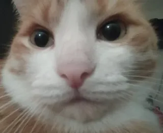 😐 cat, pet, animal, orange, domestic, mammal telegram sticker
