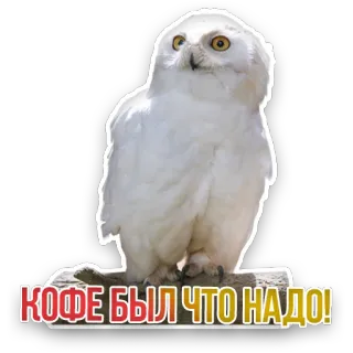🦉 КОФЕ БЫЛ ЧТО НАДО! owl, coffee, russian, sticker, animal telegram sticker