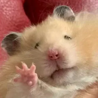 🖐️ hamster, rongeur, mignon, animal, animal de compagnie, petit animal telegram sticker