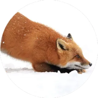 🦊 Fuchs, Tier, Wildtier, Natur, Schnee telegram sticker