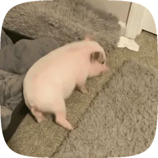 🐖 새끼 돼지, 미니 돼지, 애완 동물, 동물, 귀여운, 가축, 돼지 telegram sticker